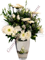 Cam vazo içerisinde Gül ve Beyaz Celberadan oluşan, beyaz taş süsleme ve deniz kabuklar, gülü ile etkileyici bir çiçek hediyesi.<br><img src=../downloads/p.gif>